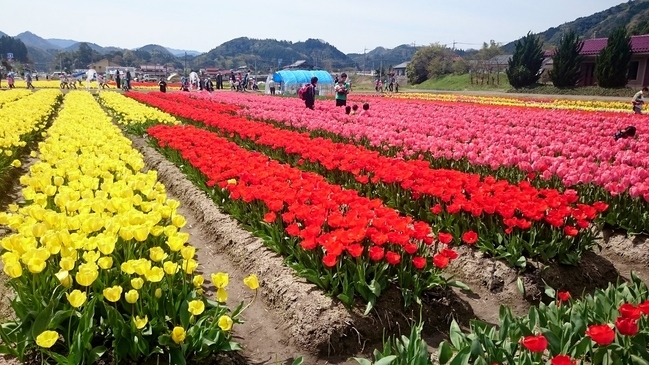 伯太町のチューリップ畑