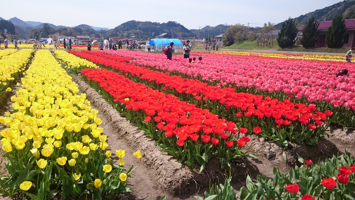 島根のチューリップ畑 伯太編 しまねまちなび