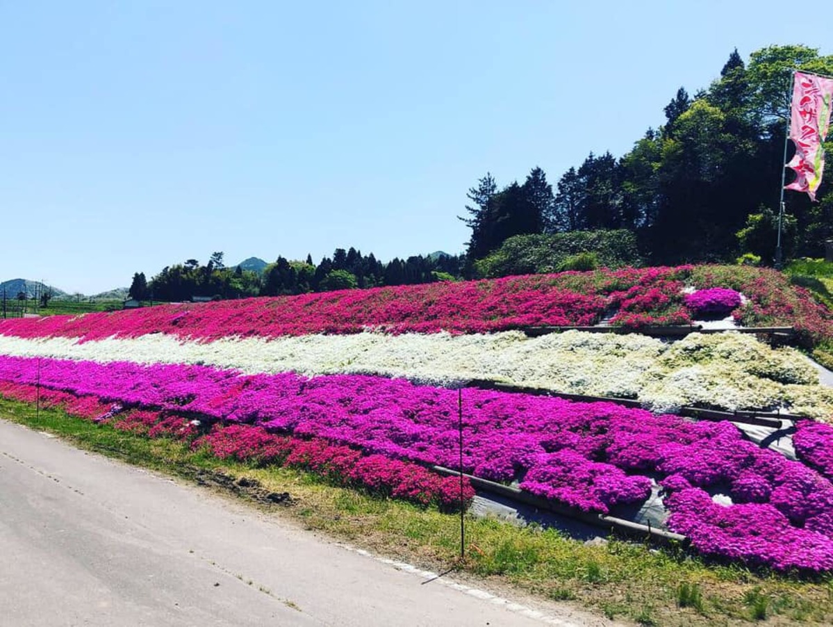 棚田の畔（約650平方㍍）に植えられたシバザクラたち。