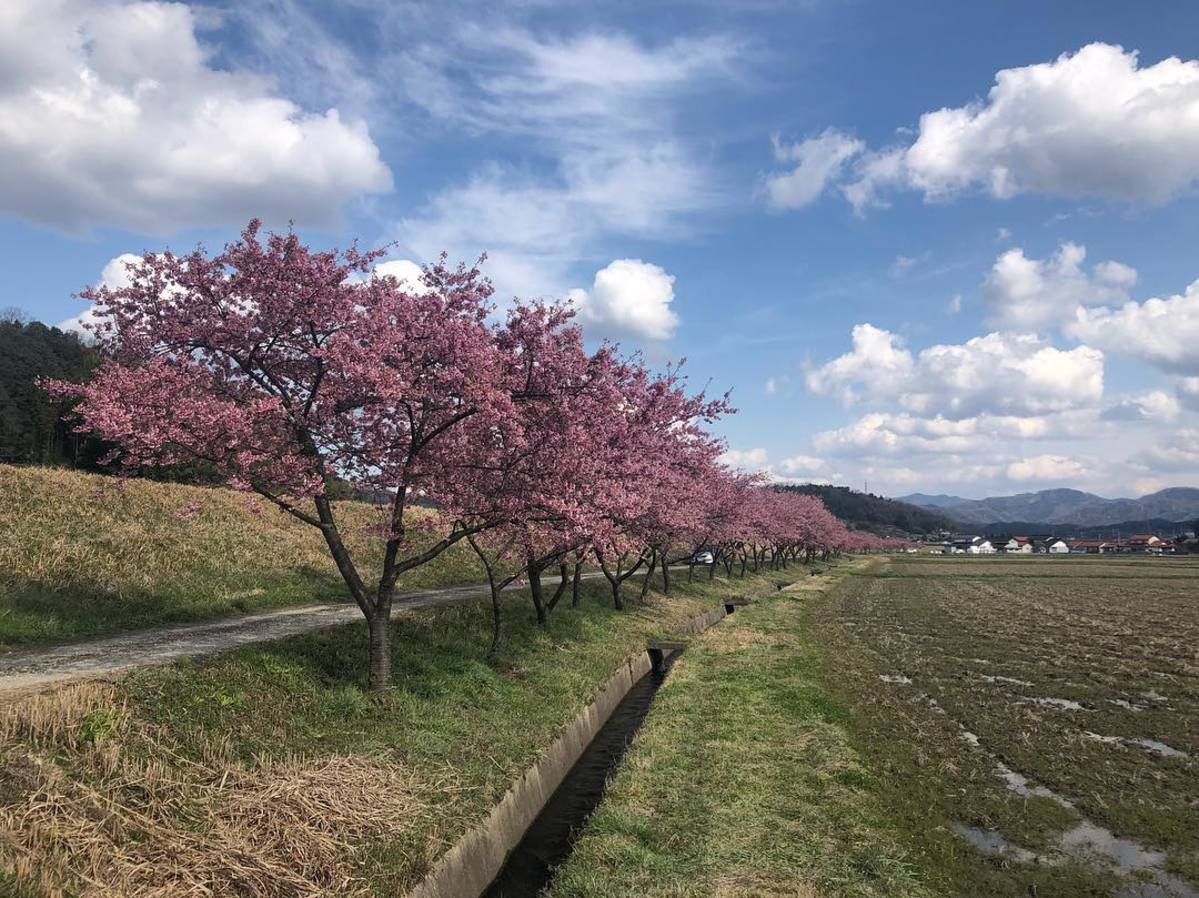 春殖地区赤川沿い