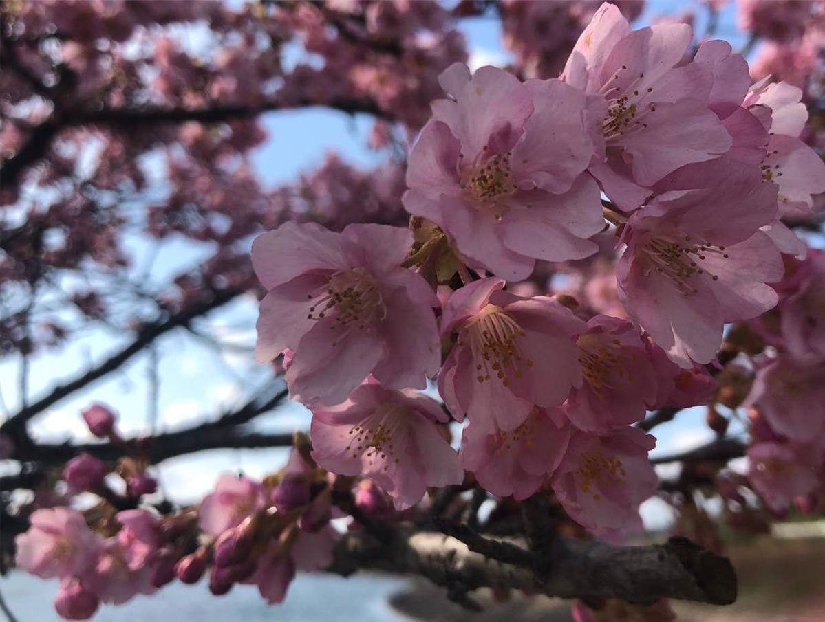 河津桜