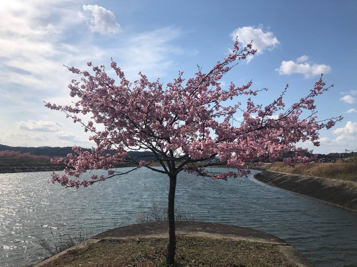 河沿いに咲く桜