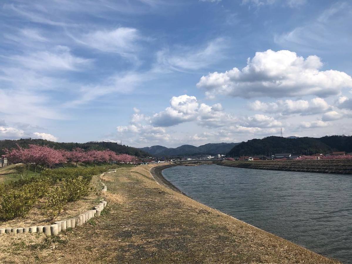 春の訪れを告げる桜です。