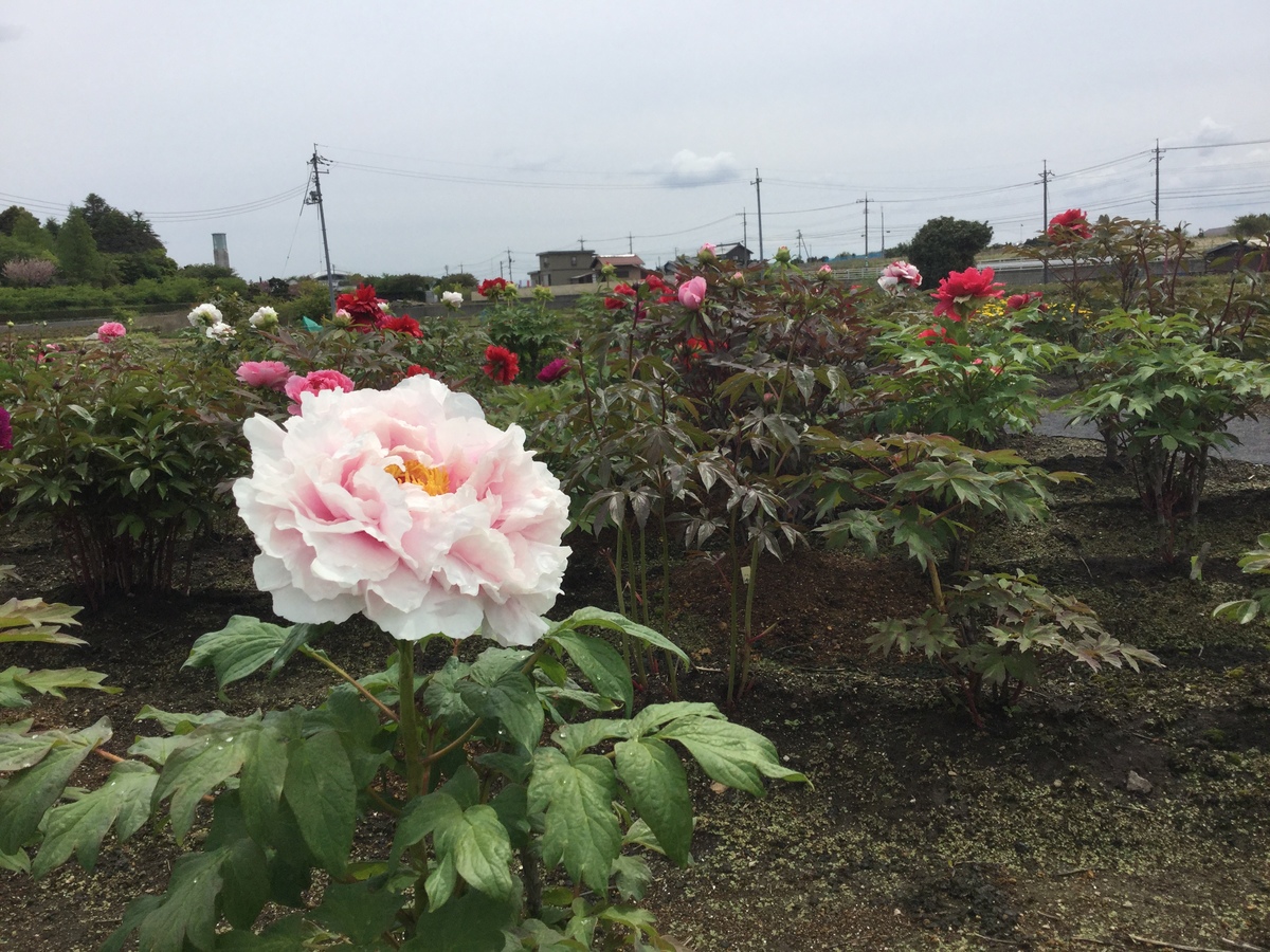 大輪の花を咲かせる牡丹