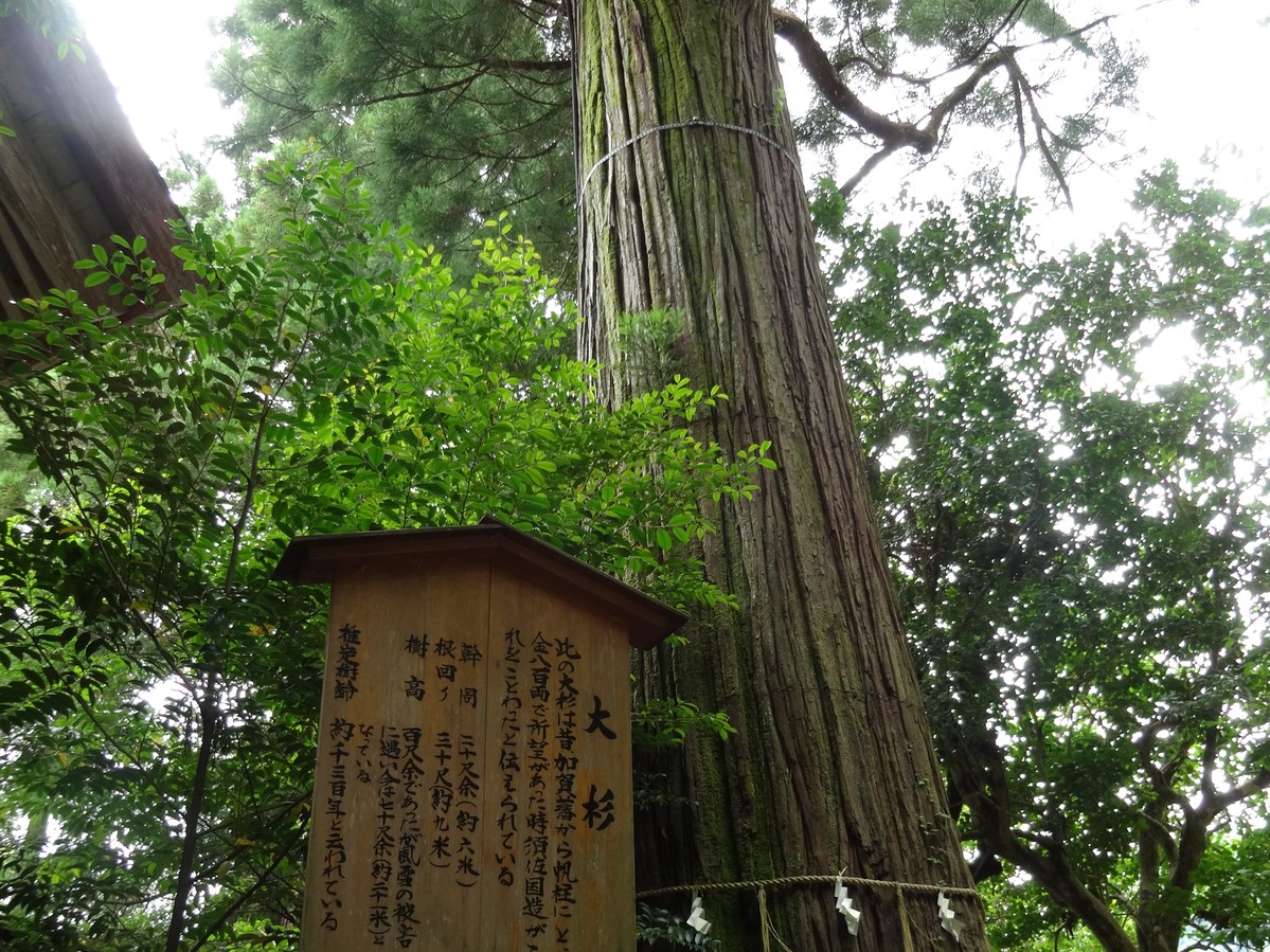 須佐神社の大杉さん