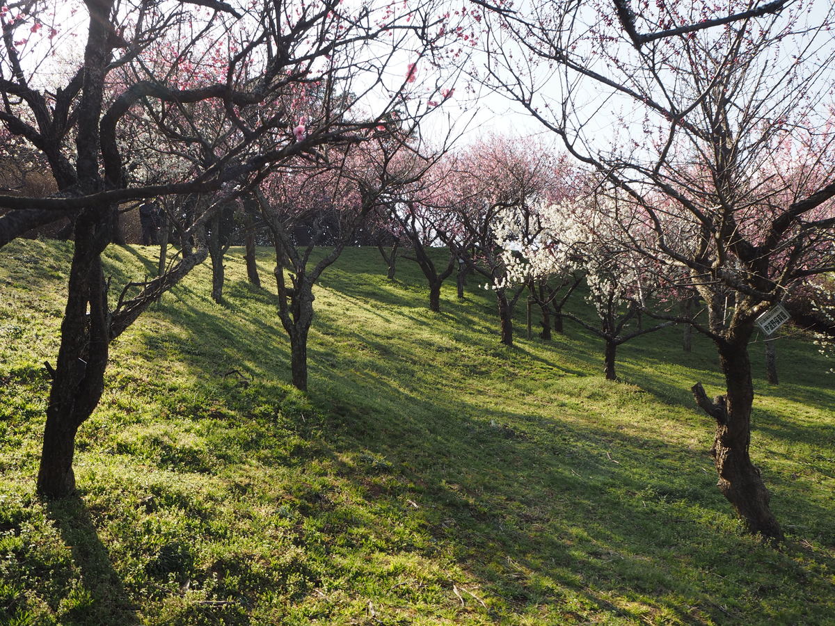 斐川公園の梅林