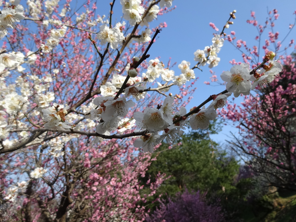 斐川公園の梅