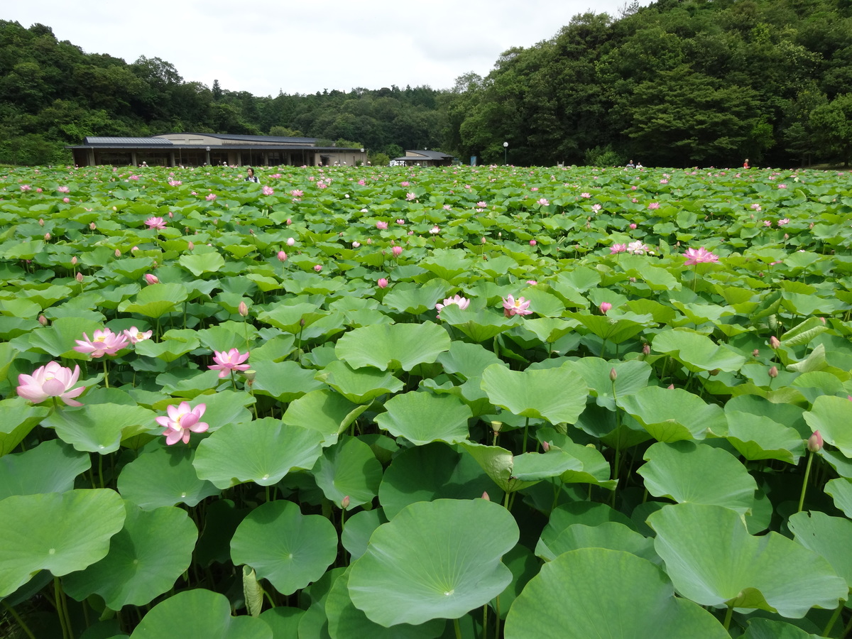 荒神谷博物館とハス池