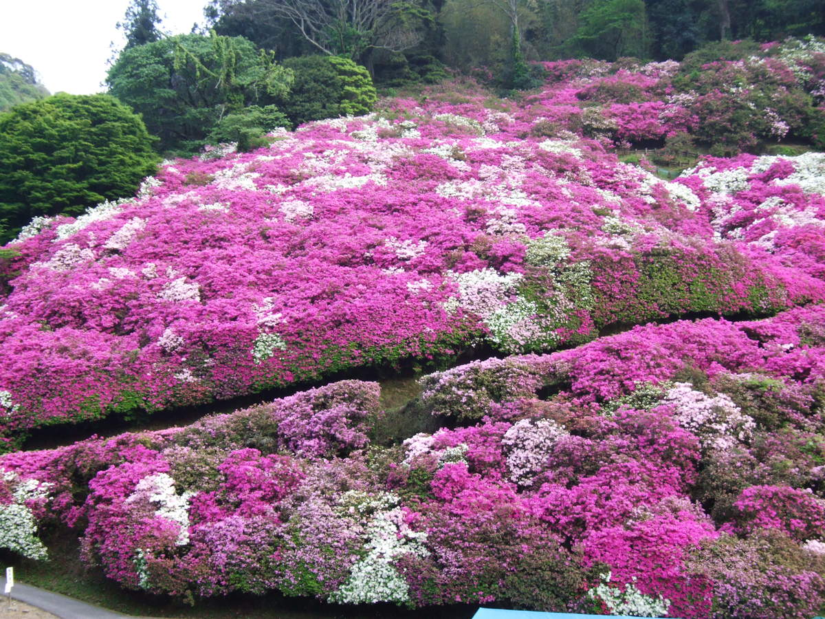 三隅公園のつつじ