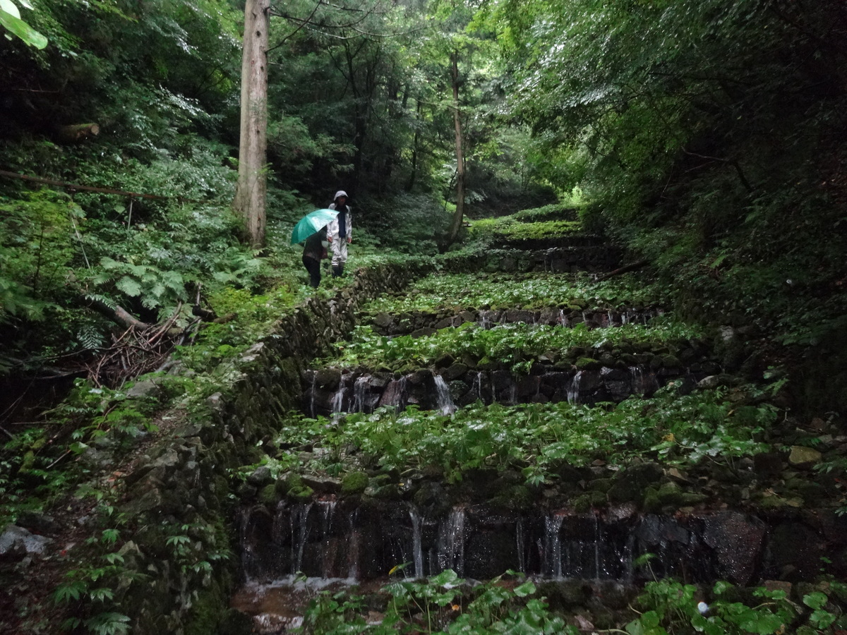 匹見のわさび田