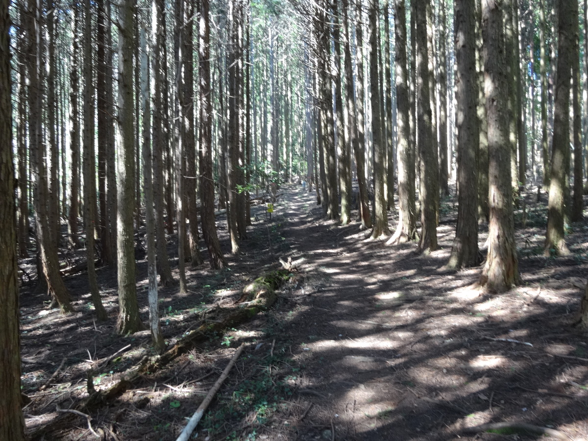 大江高山登山道（山田登山口付近）