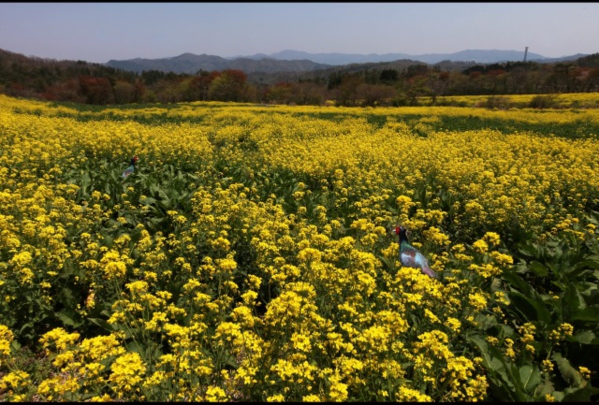 三瓶山の春（菜の花）