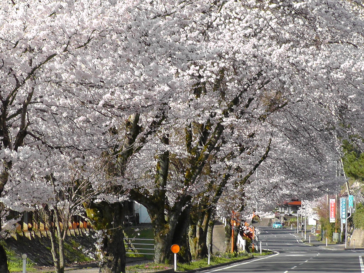 潮の桜のトンネル