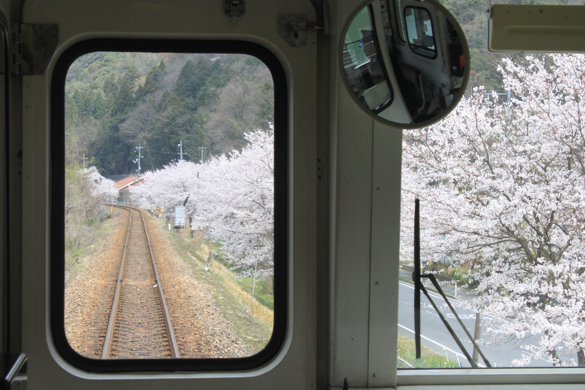 JR三江線 潮駅周辺の桜並木