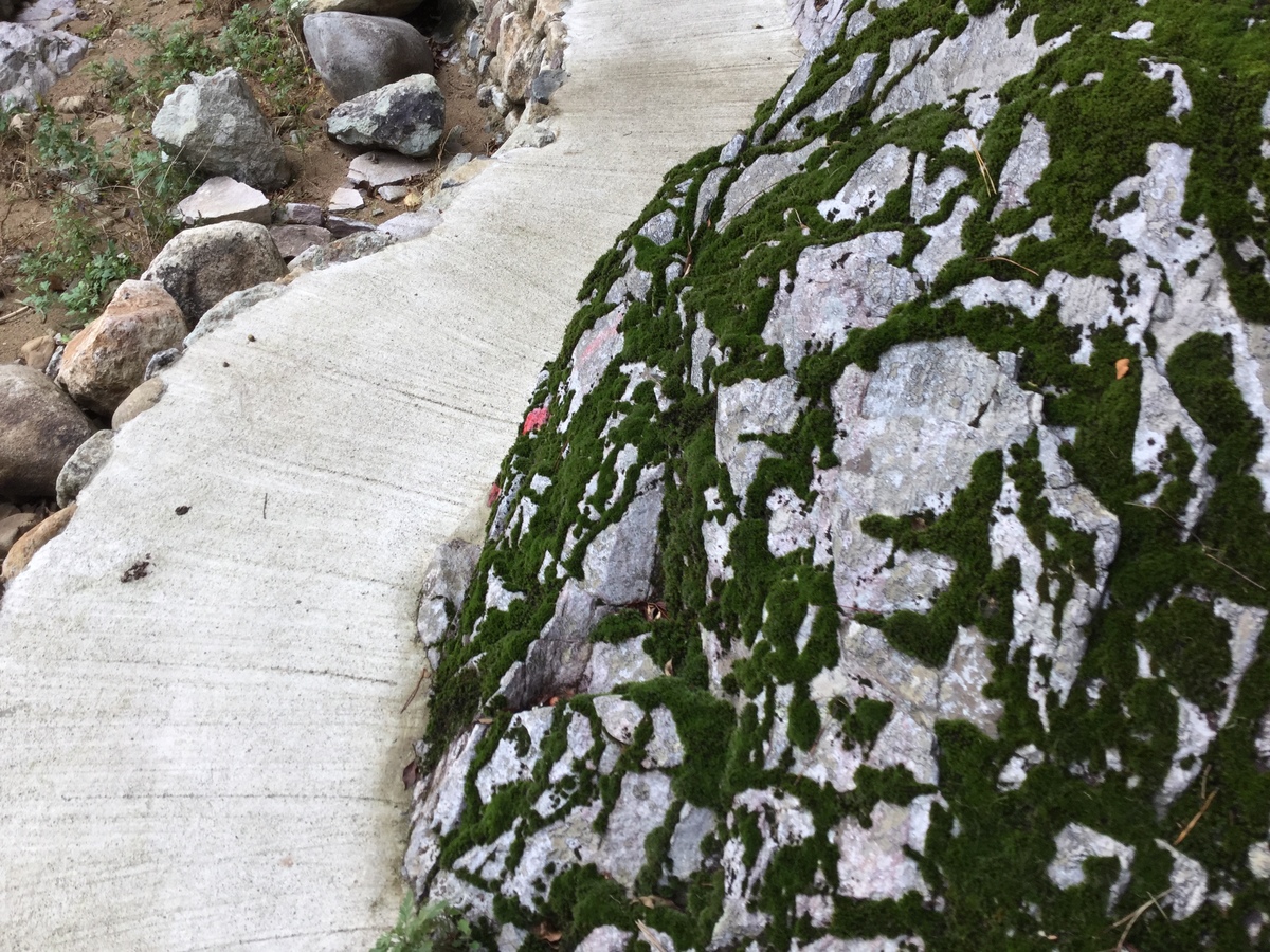 断魚渓の遊歩道で見つけた、ちょっと変わった苔模様。