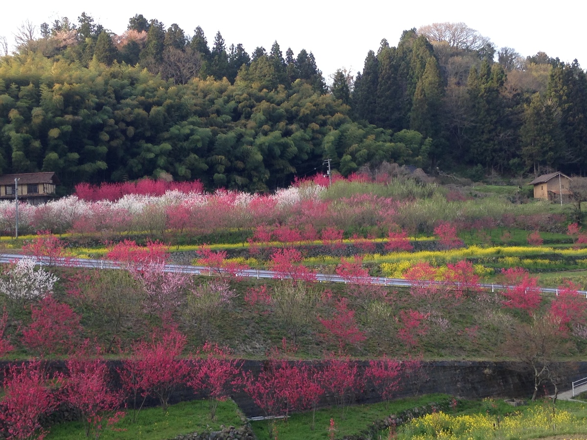 川角集落の花桃