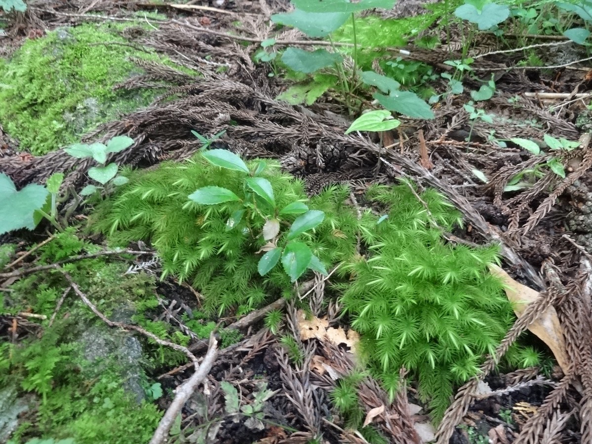 ふんわりとした苔（深篠川キャンプ場から清流に沿って続く自然観察路を歩いたときに見つけました。)