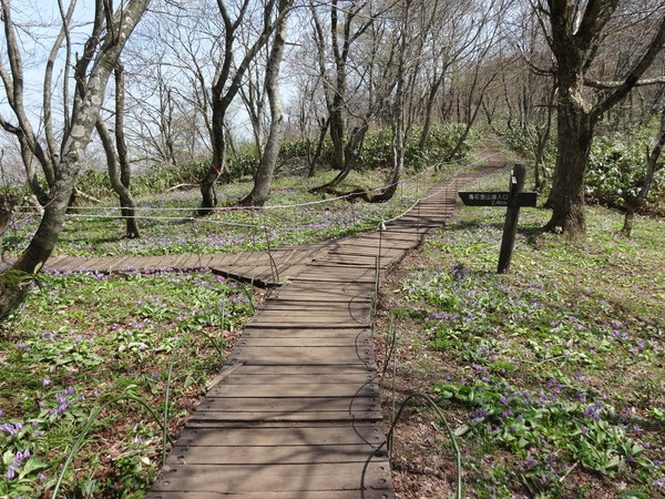 カタクリの花が咲く船通山