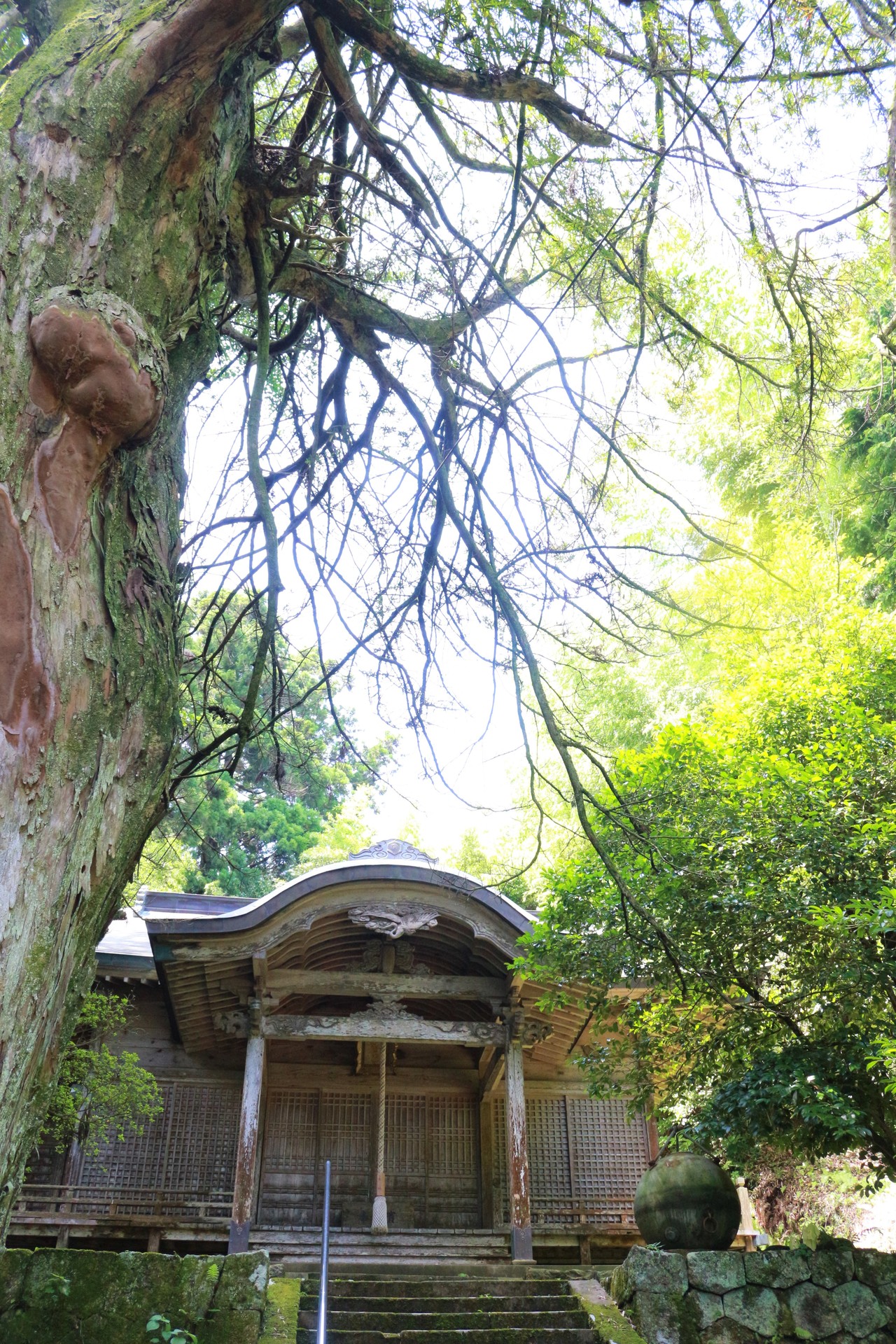 イヌマキと奈伎良比賣神社