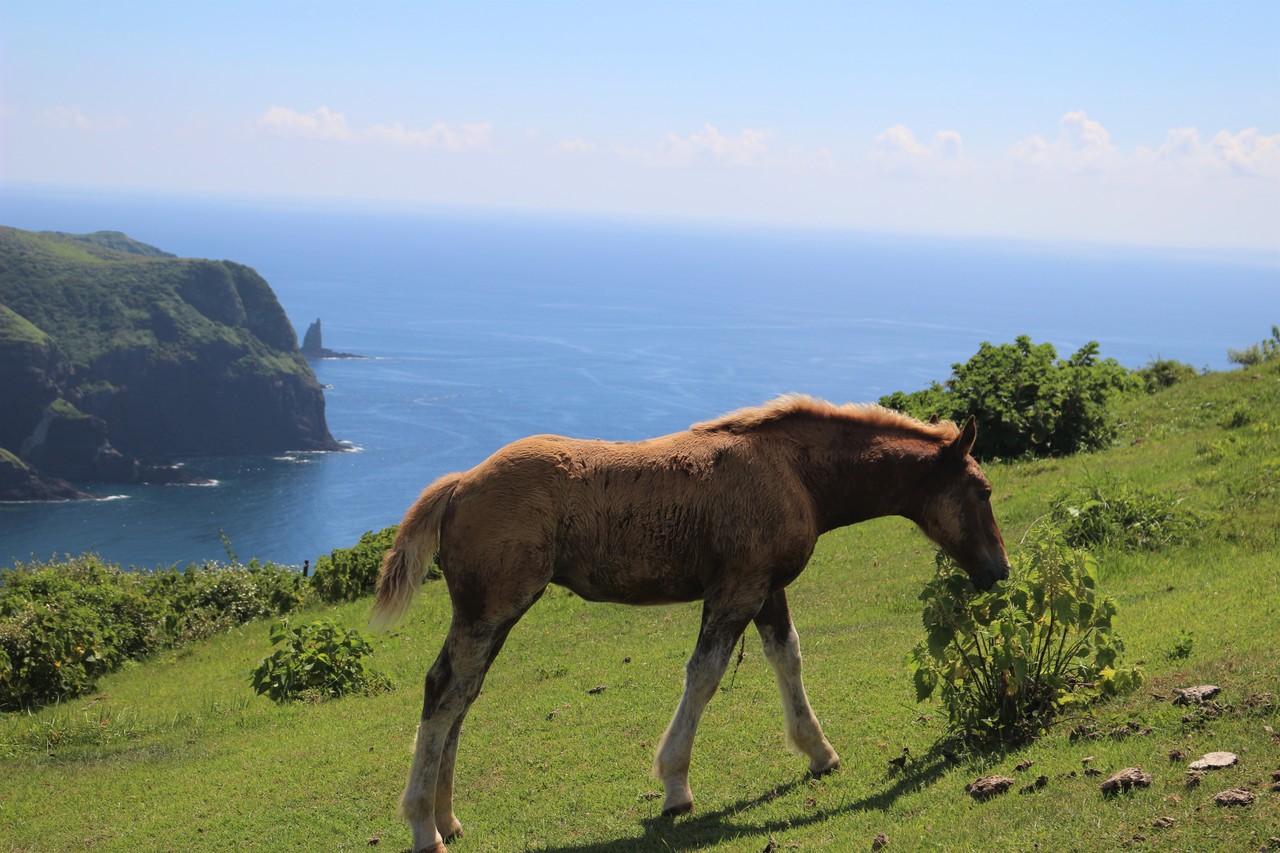 摩天崖と仔馬