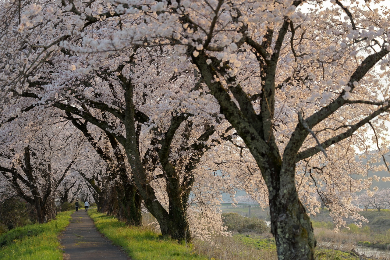 三刀屋川の桜並木