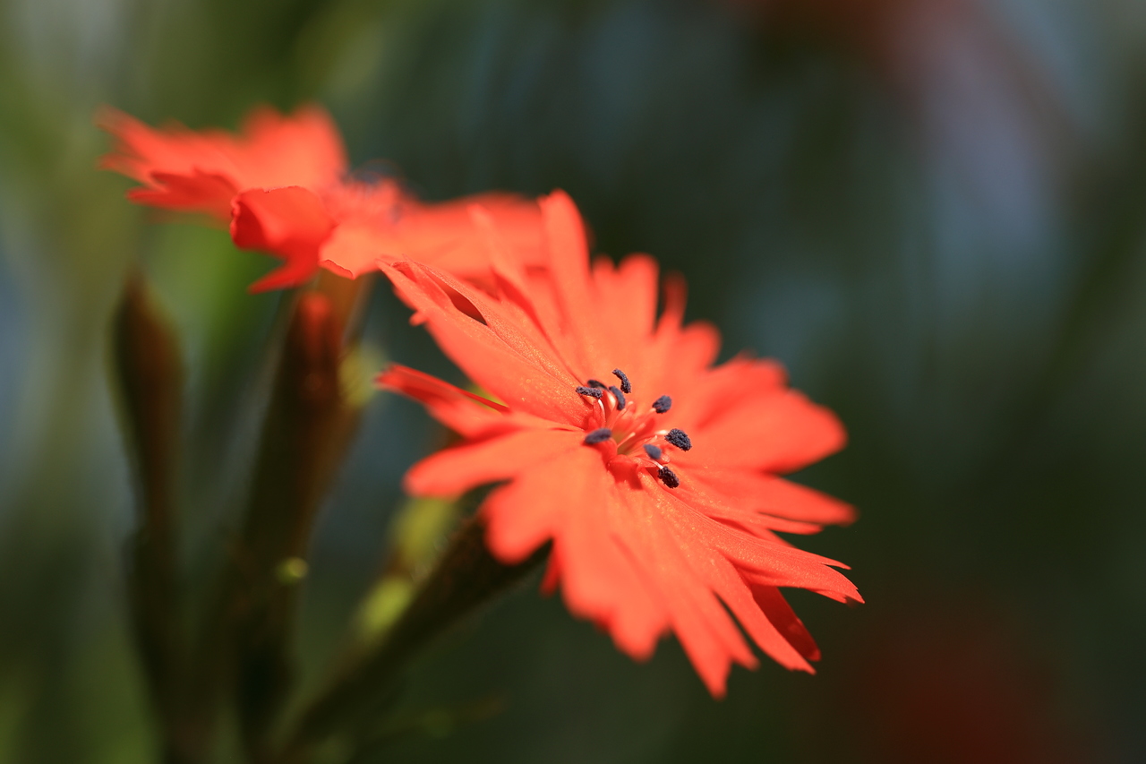 しまね花の郷のセンノウ
