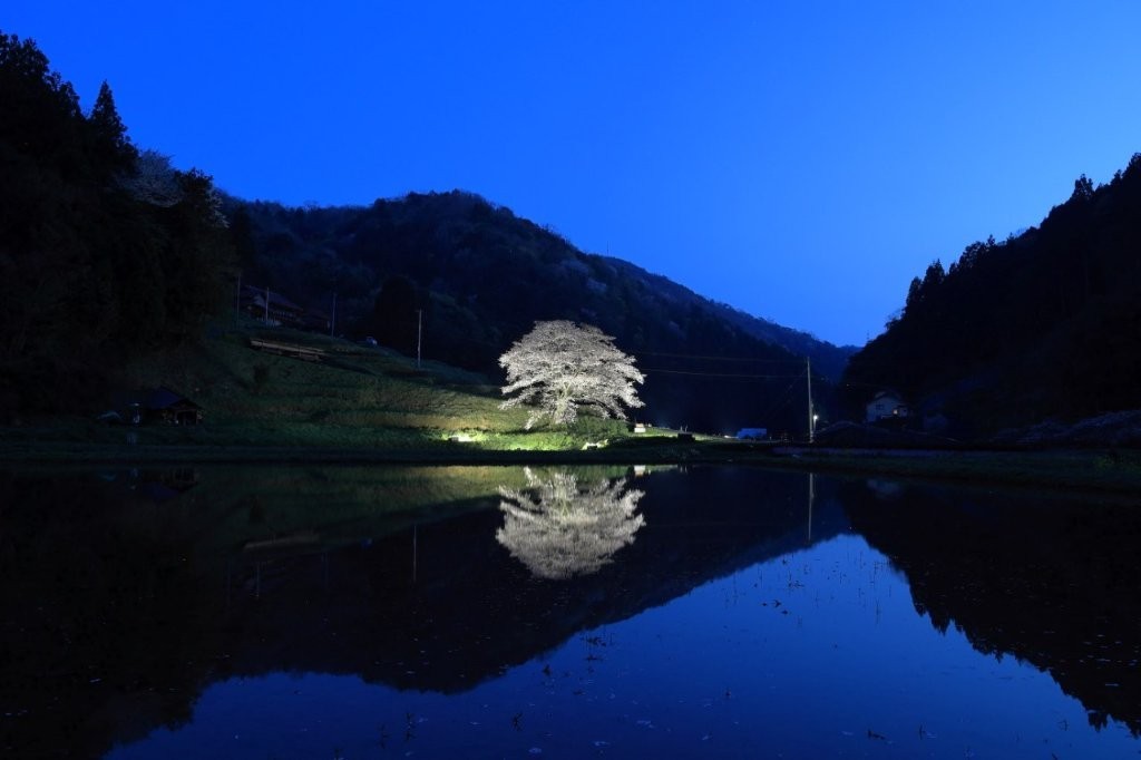 井川の一本桜