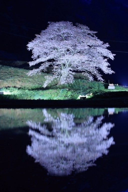 井川の一本桜