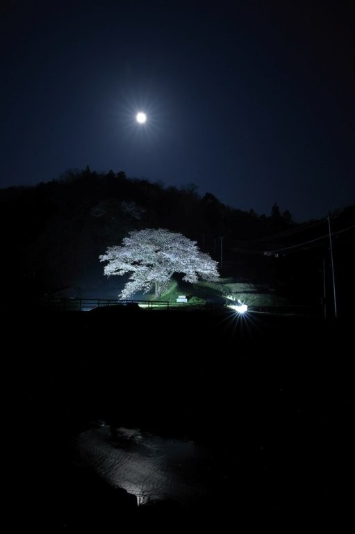 井川の一本桜