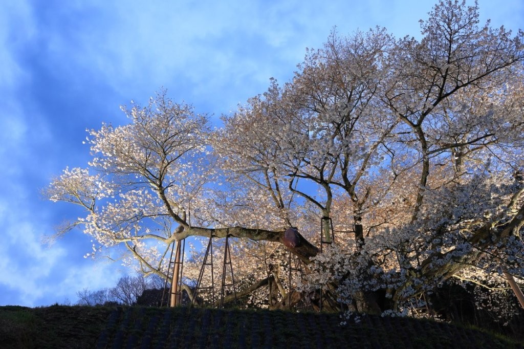 三隅大平桜