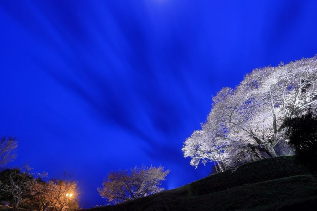 三隅大平桜
