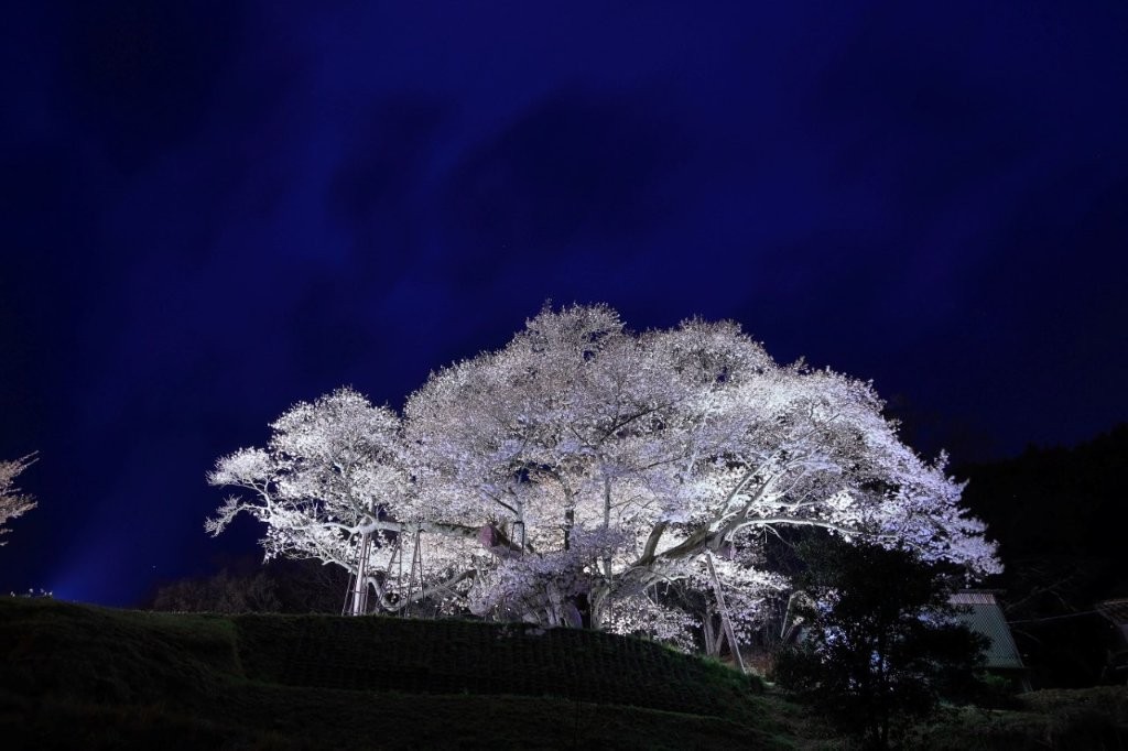 三隅大平桜