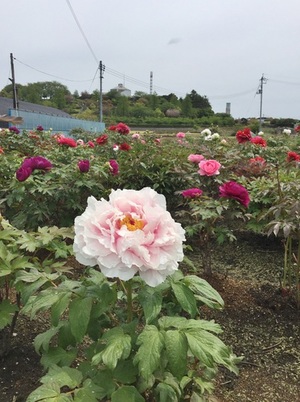 大根島の牡丹