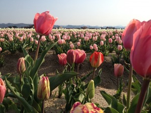 斐川町 今在家のチューリップ