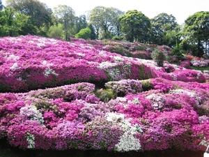 三隅公園のつつじ