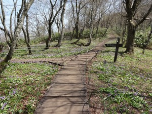 カタクリの花が咲く季節の船通山登山