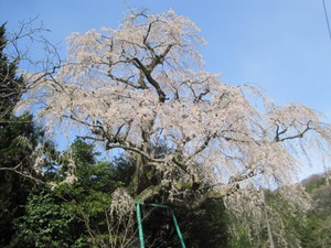 山本白枝垂れ桜