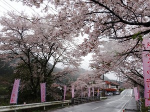 桜街道・桜並木