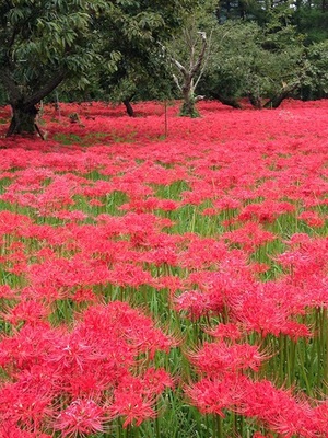 ひがん花群生地