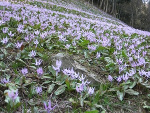 カタクリの花