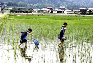 田んぼの生き物調査