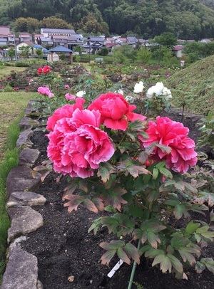 赤名観光ぼたん園