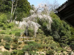 医光寺の桜