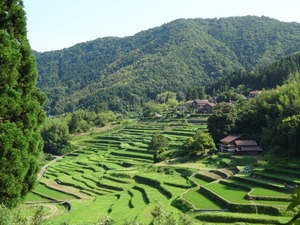 中垣内下平地区の棚田