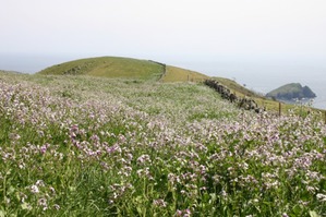 赤ハゲ山の野ダイコン