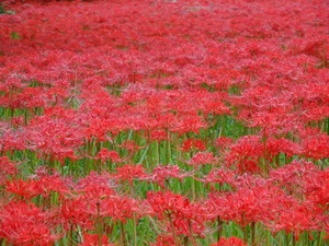 ひがん花の群生