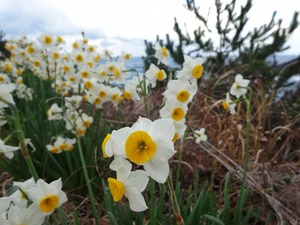 散策路沿いのベンチと水仙の花。海には高島。3