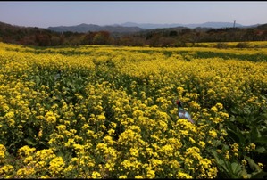 三瓶山の春（菜の花）