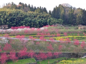 川角集落の花桃