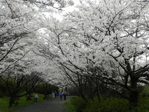 隠岐神社の桜